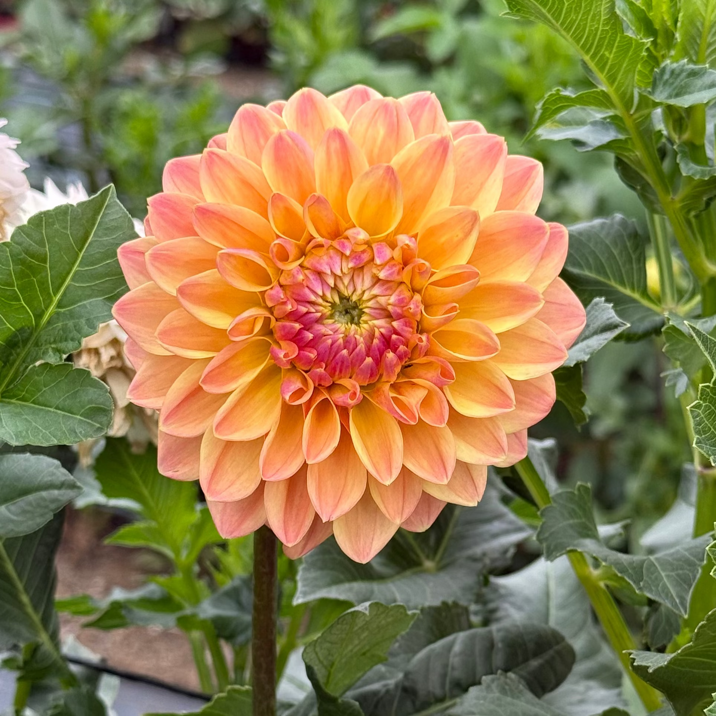 BHG Peach Sunset