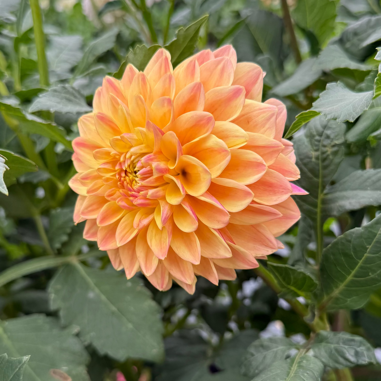 BHG Peach Sunset