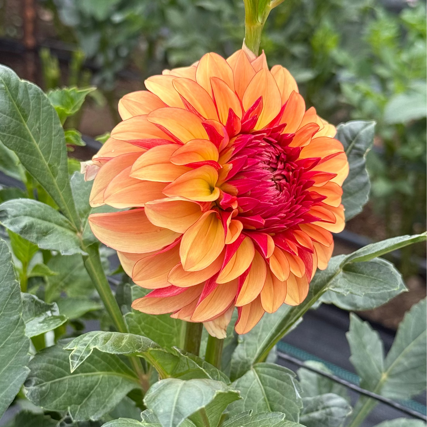 Carpe Dahlia Harvest