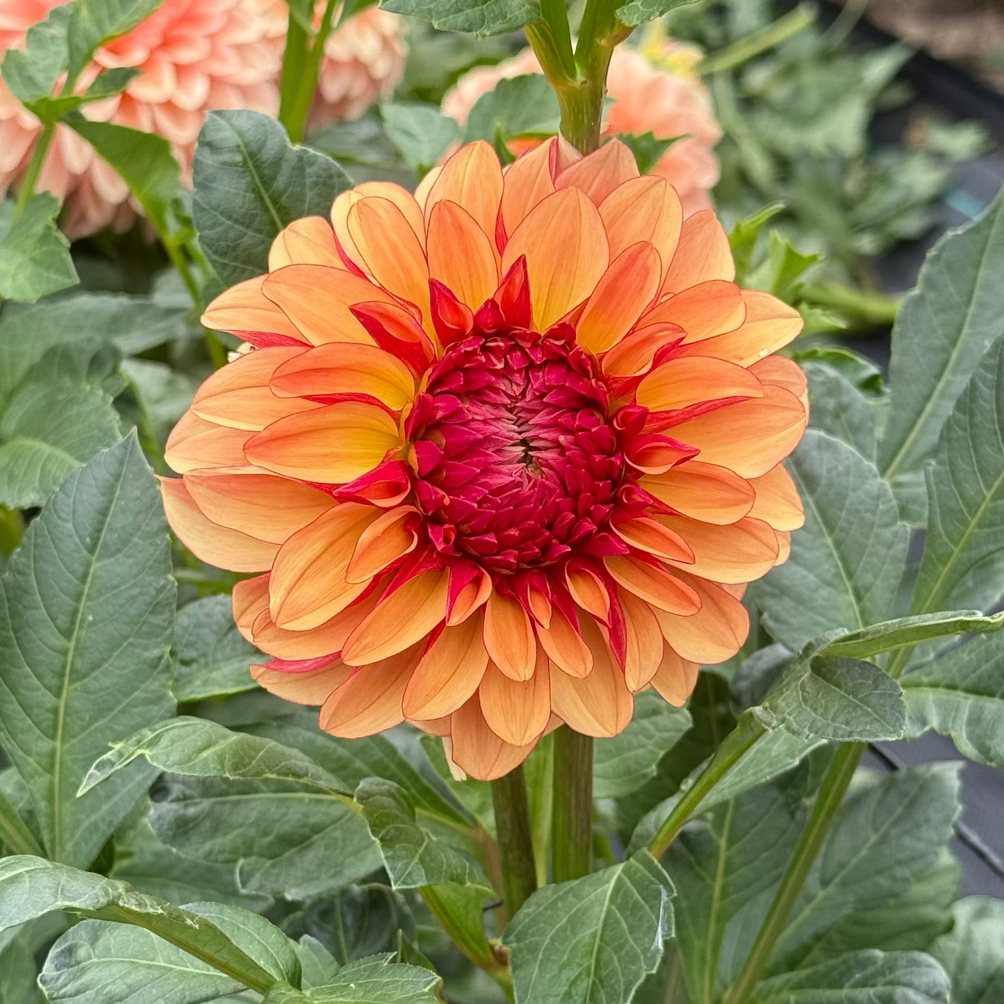 Carpe Dahlia Harvest