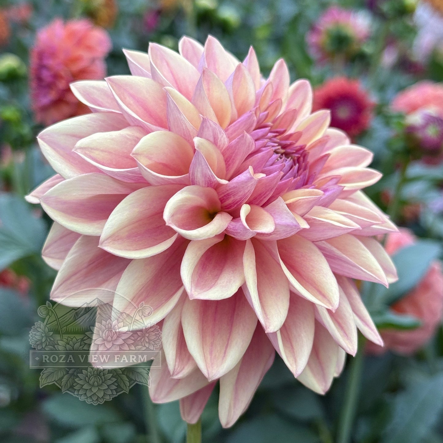 Dusty Beauty