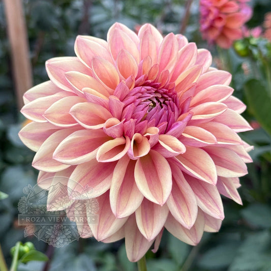 Dusty Beauty