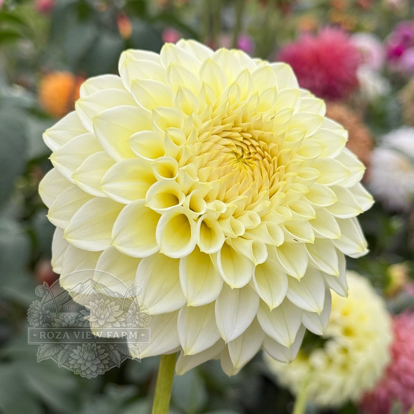 Cream Diane