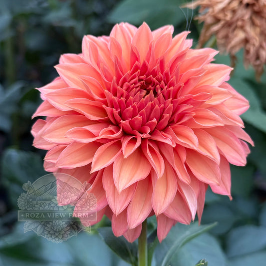 Country Rose