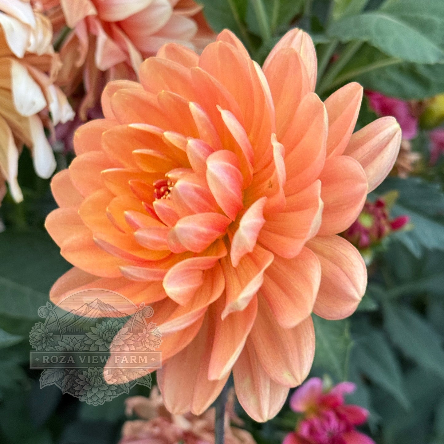 Sandia Susan
