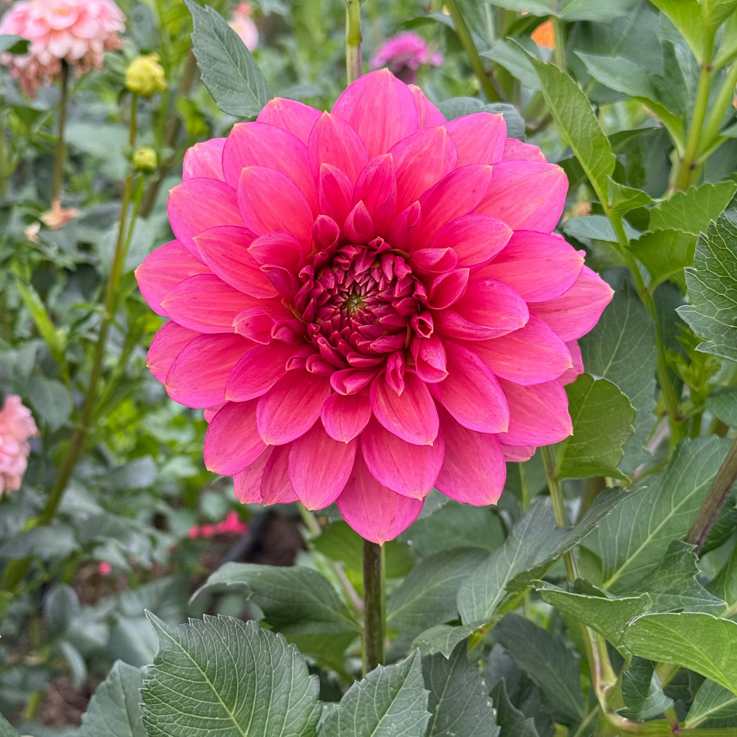 Florelie Guava