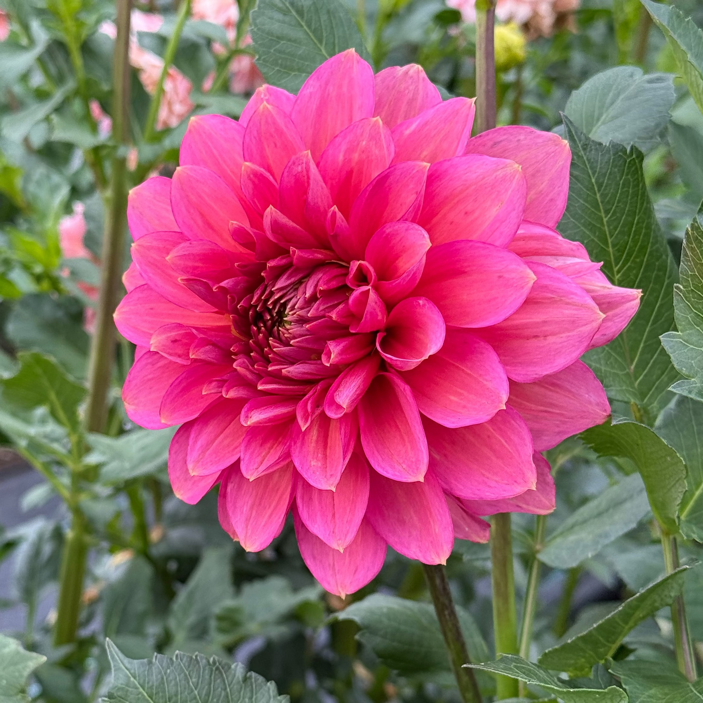 Florelie Guava