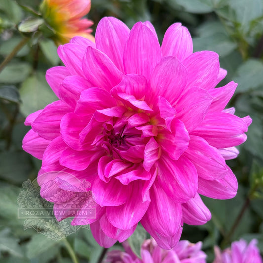 Rothesay Rose