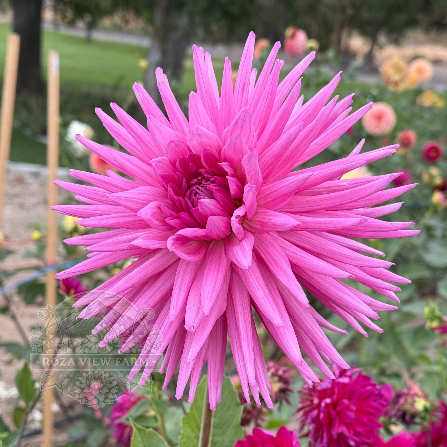 Sandia Barbie