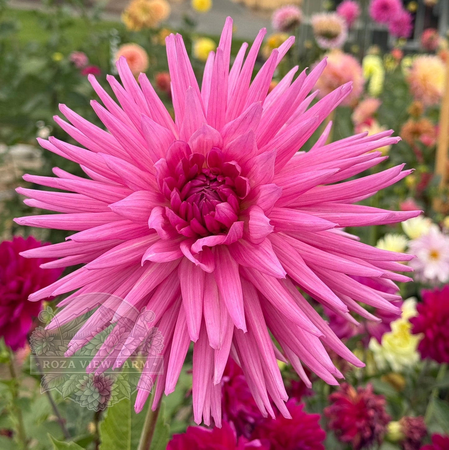 Sandia Barbie