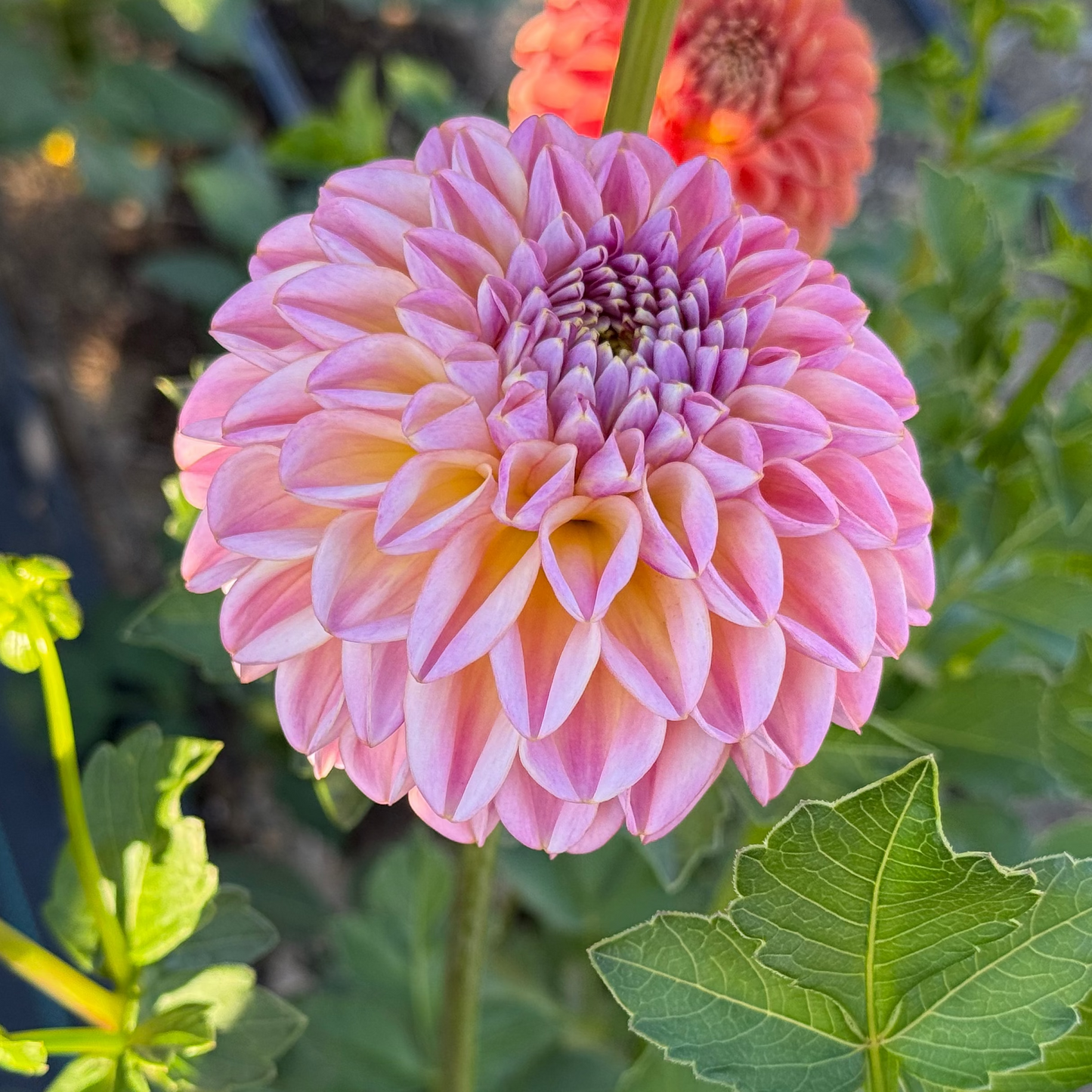 Florelie Harmony