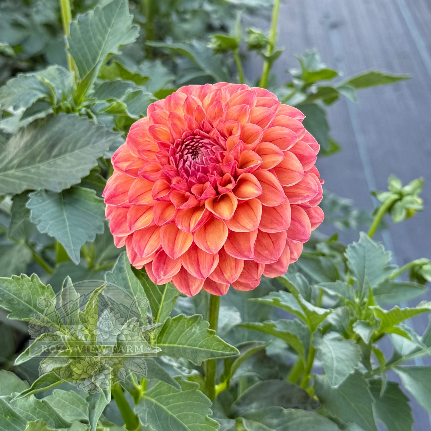 Barbarry Ball-see variety note