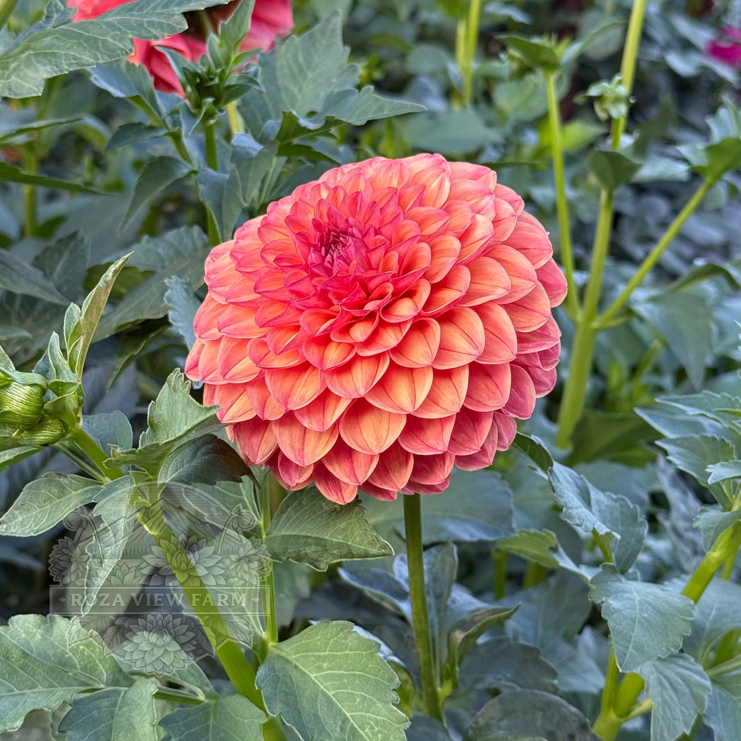 Barbarry Ball-see variety note