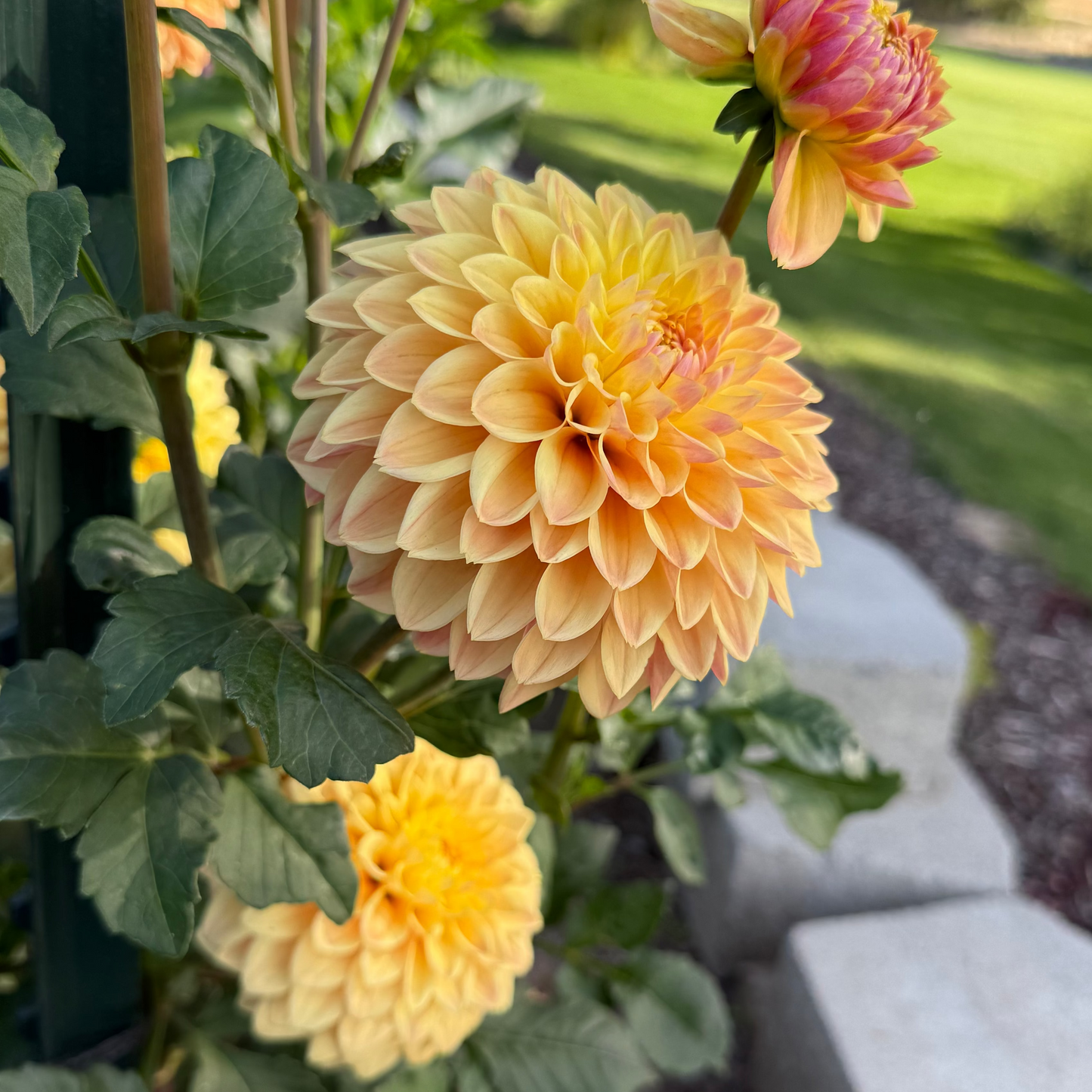 BHG Peach Sunset