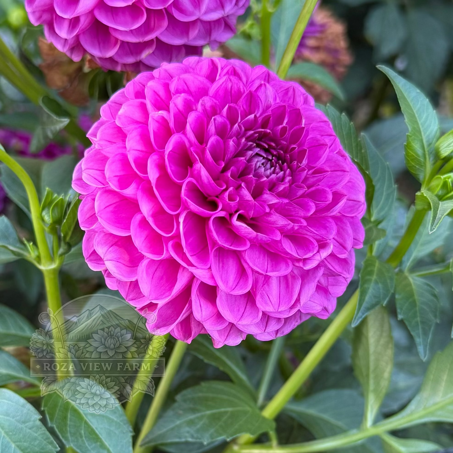 Tahoma Alicia