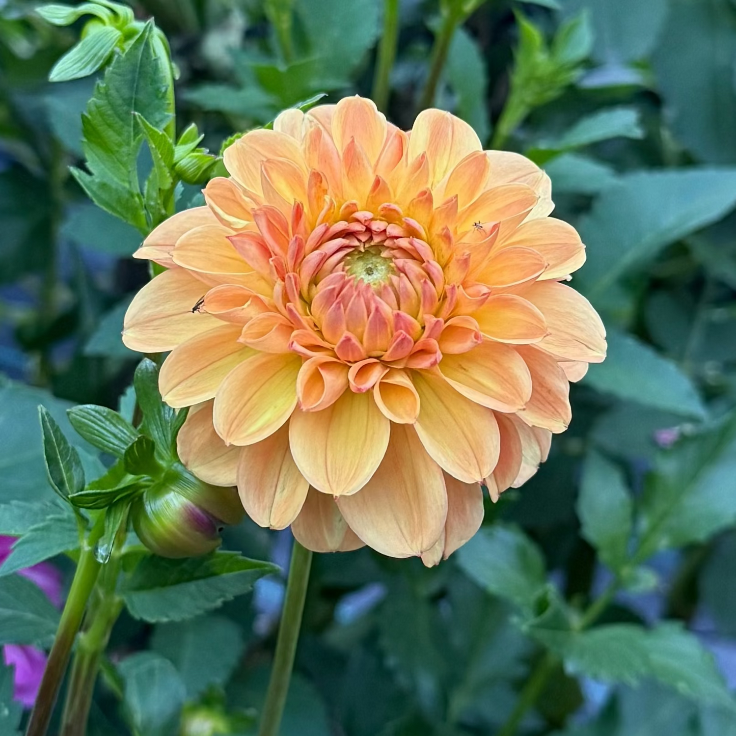 CG Amber