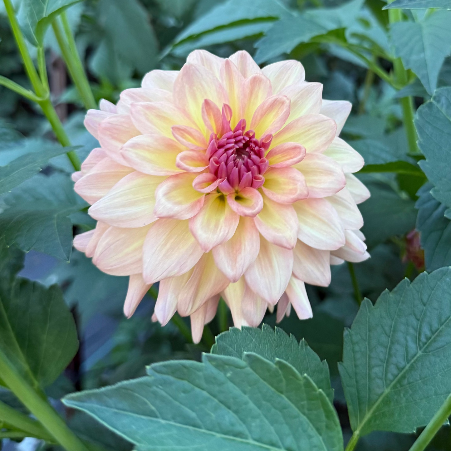 Everbloom Lullaby
