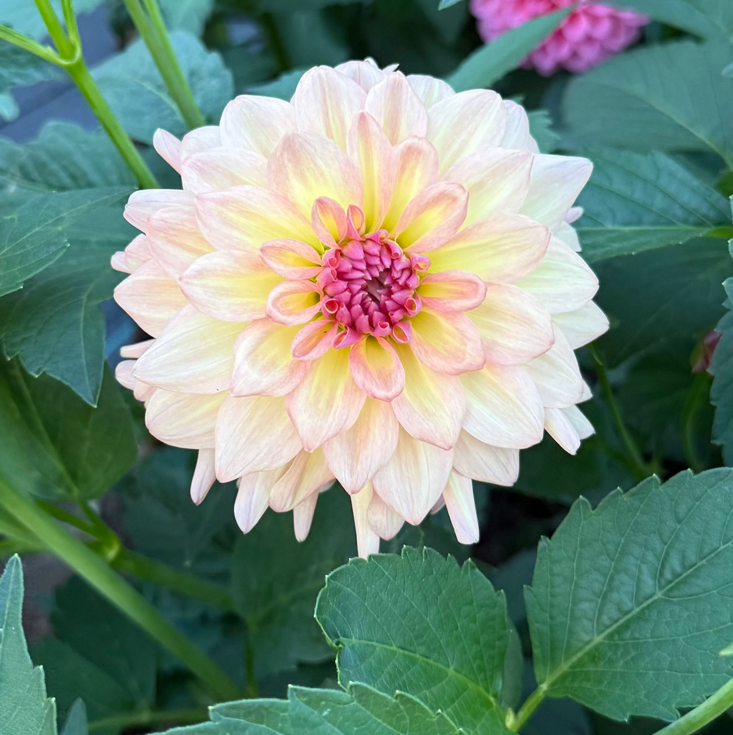 Everbloom Lullaby