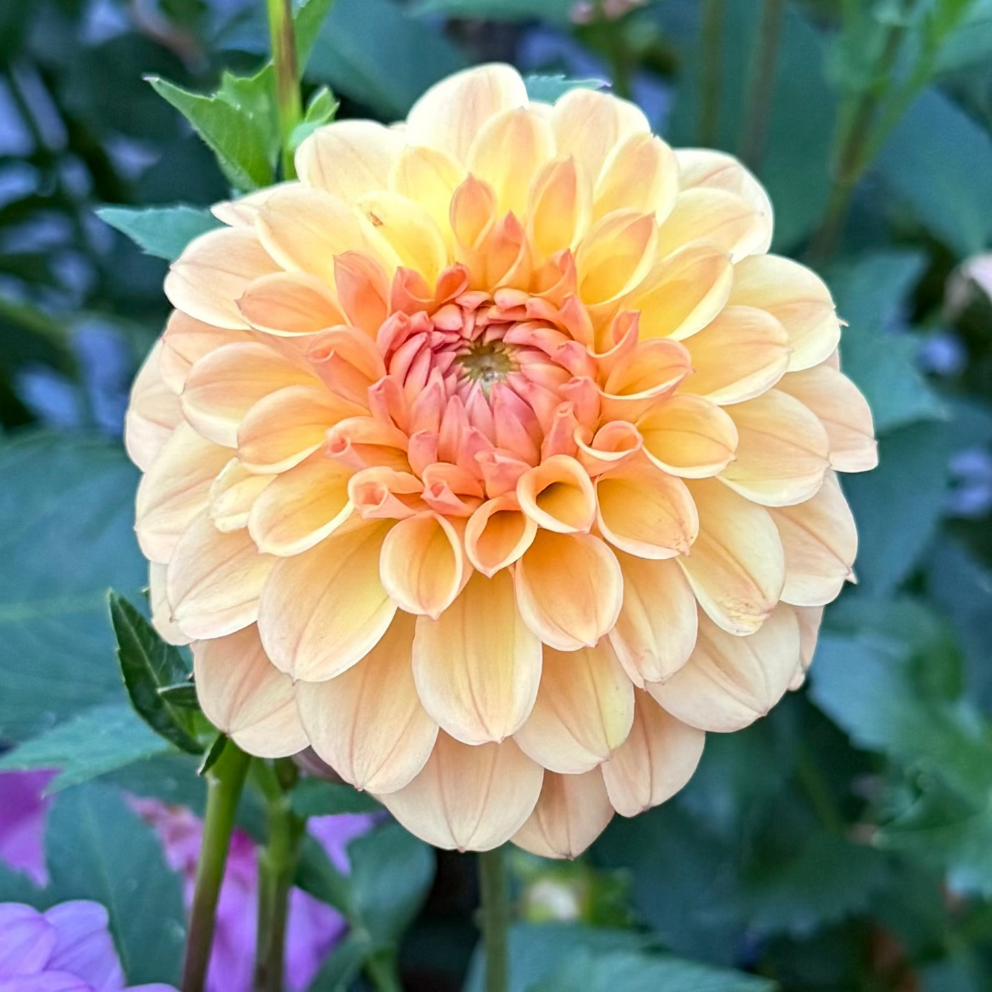 CG Amber