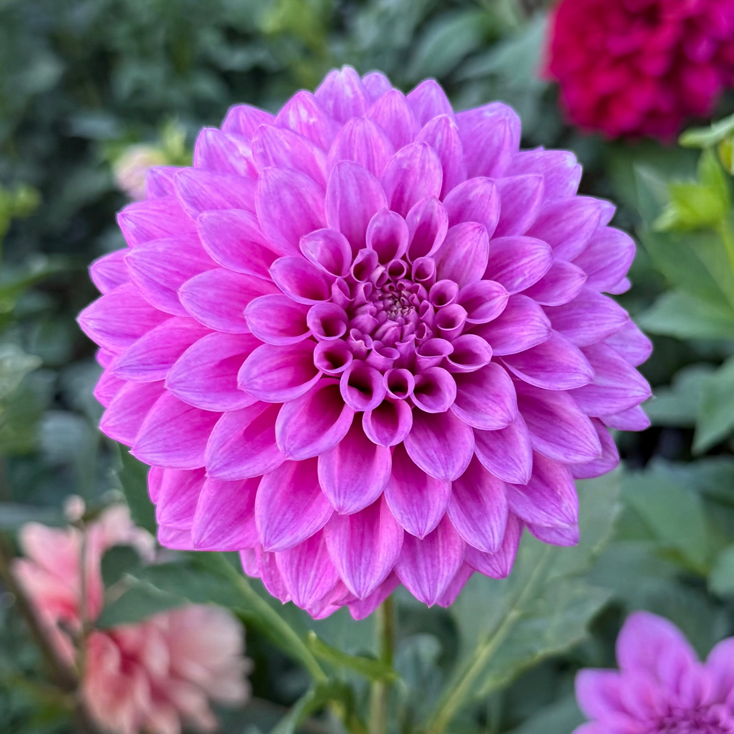 Florelie Jeanette