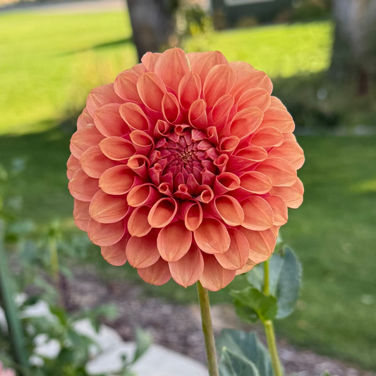 Burfoot Desert Rose