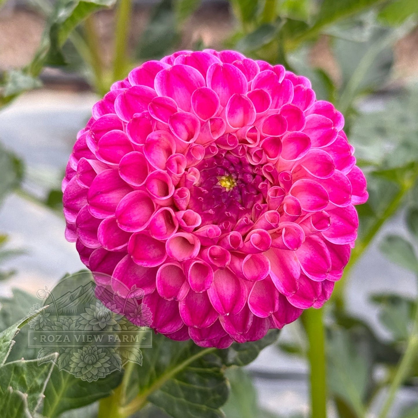 Crazy Cleere's
