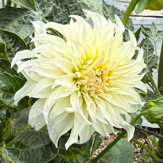 Edelweiss