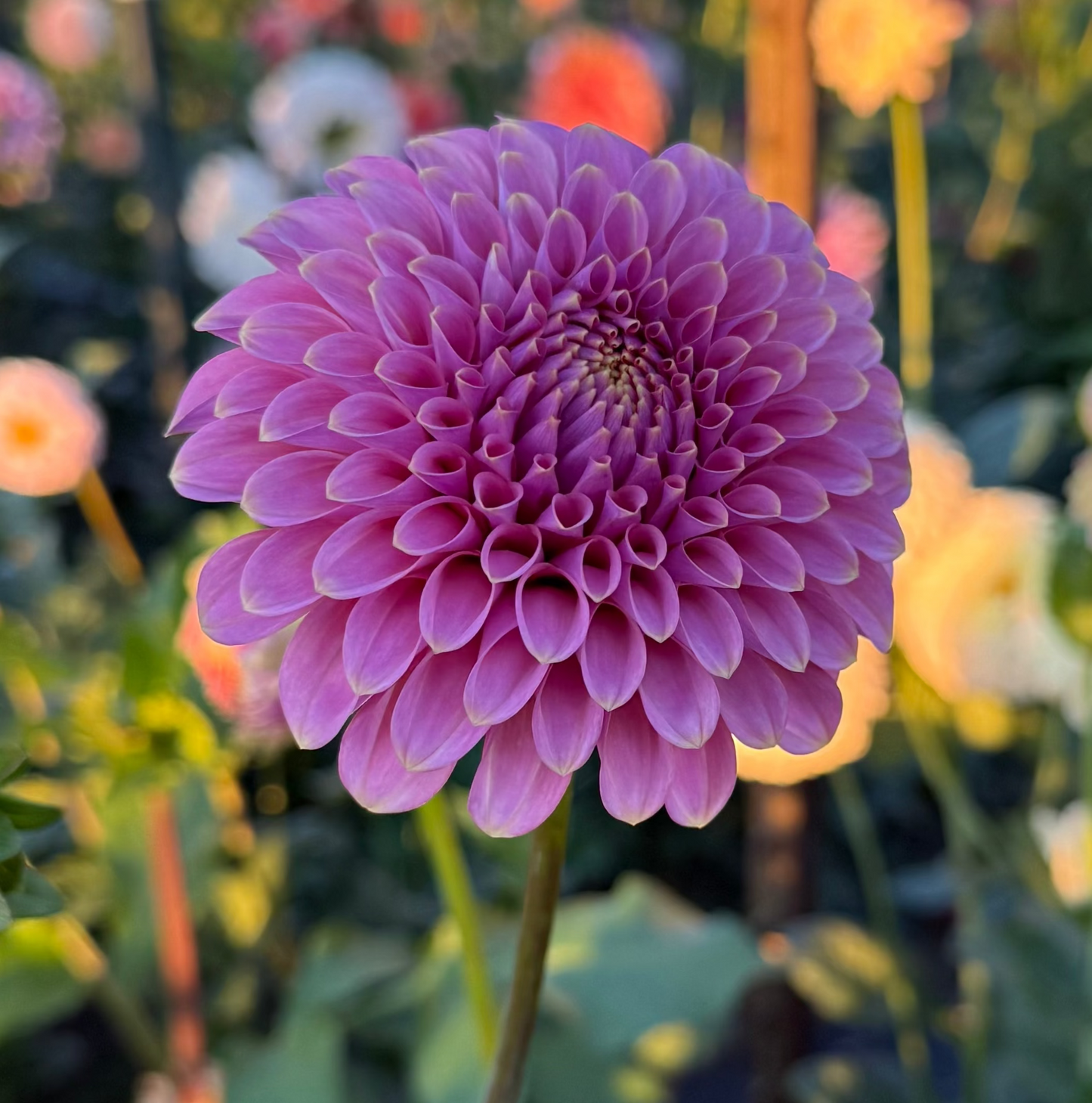 Florelie Oracle