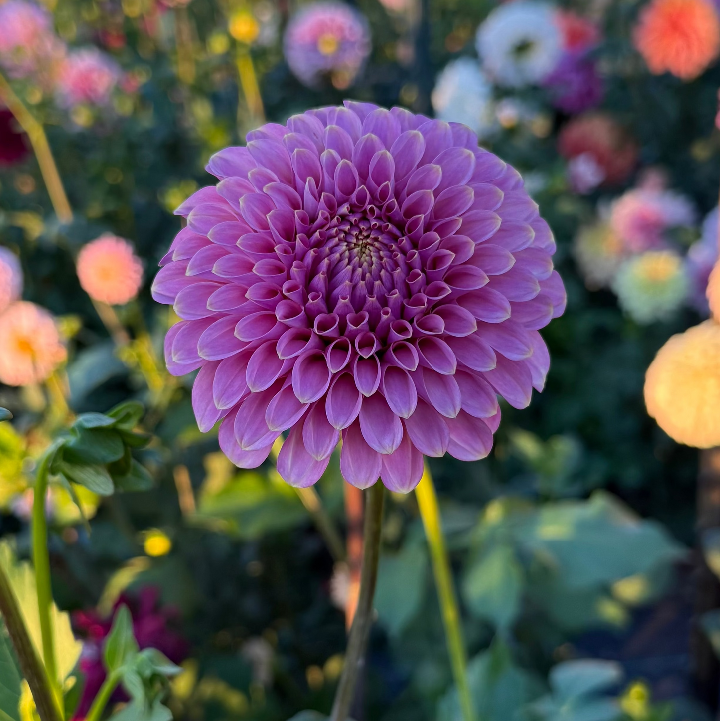 Florelie Oracle