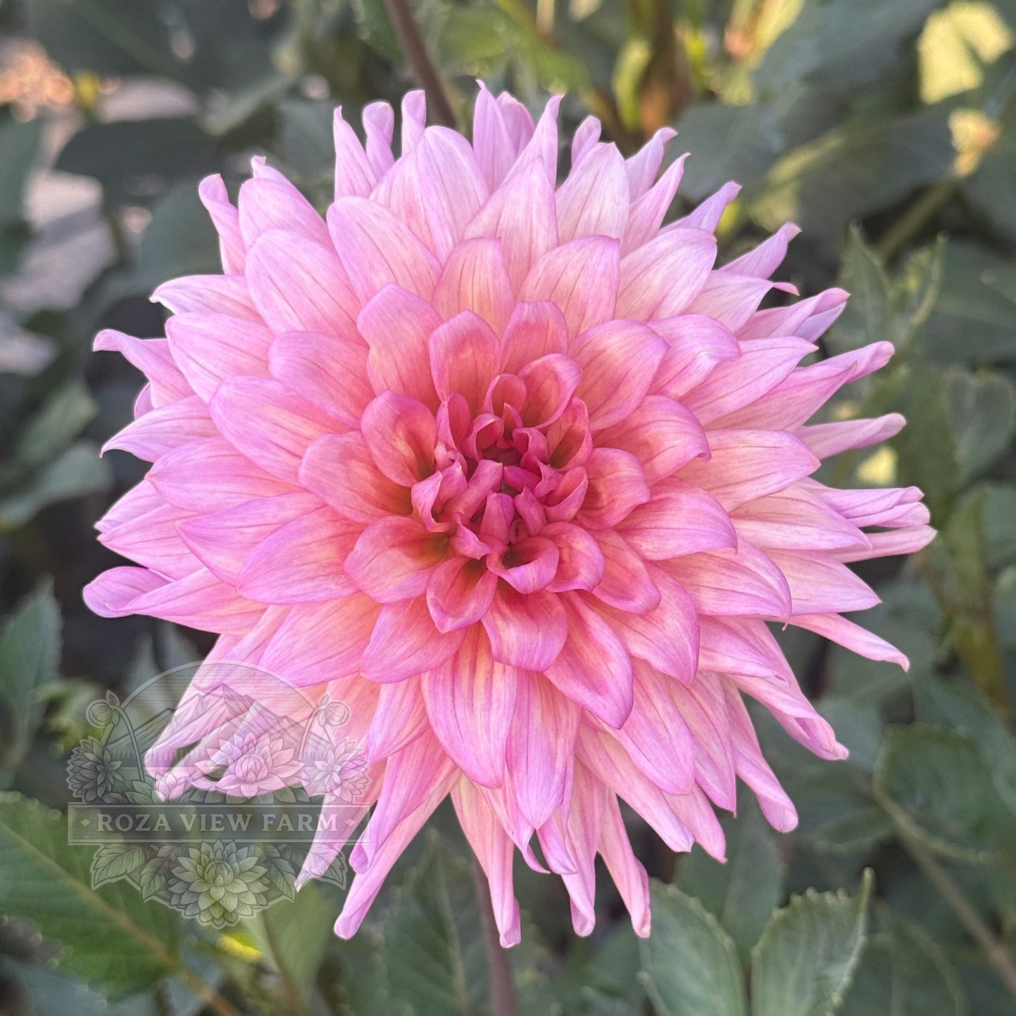 Florelie Seastar