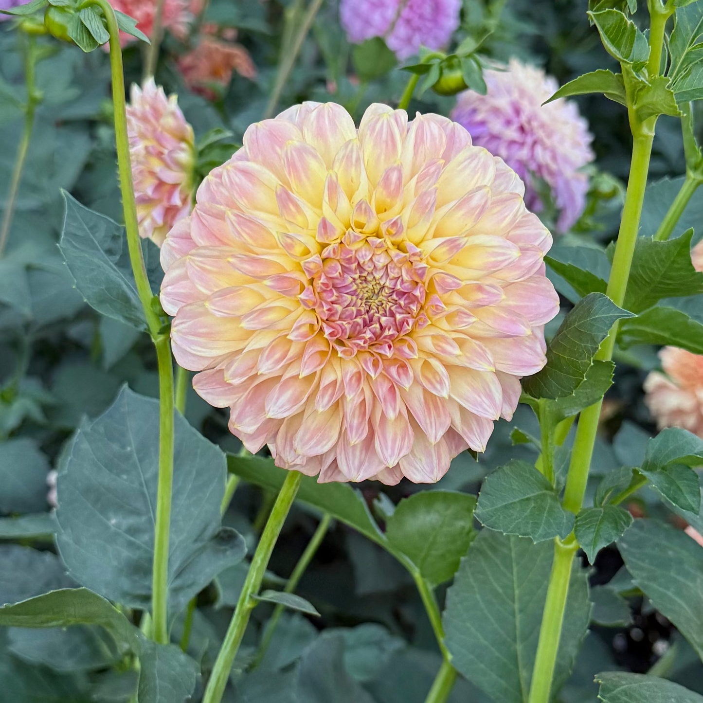Coorabell Moonglow