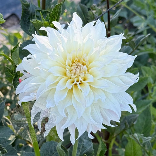 Tahoma Early Dawn