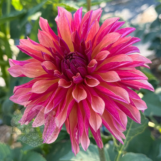 River’s Elizabeth