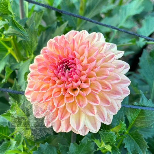 Lark’s Ebbe