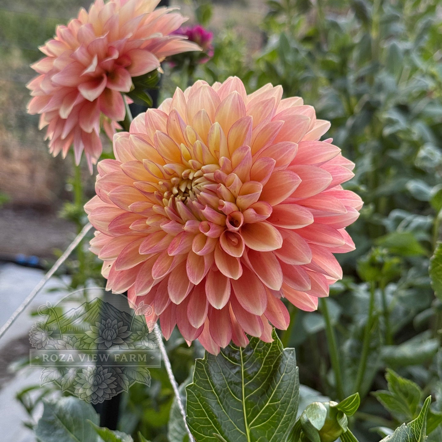 RV Sheena's Fireball