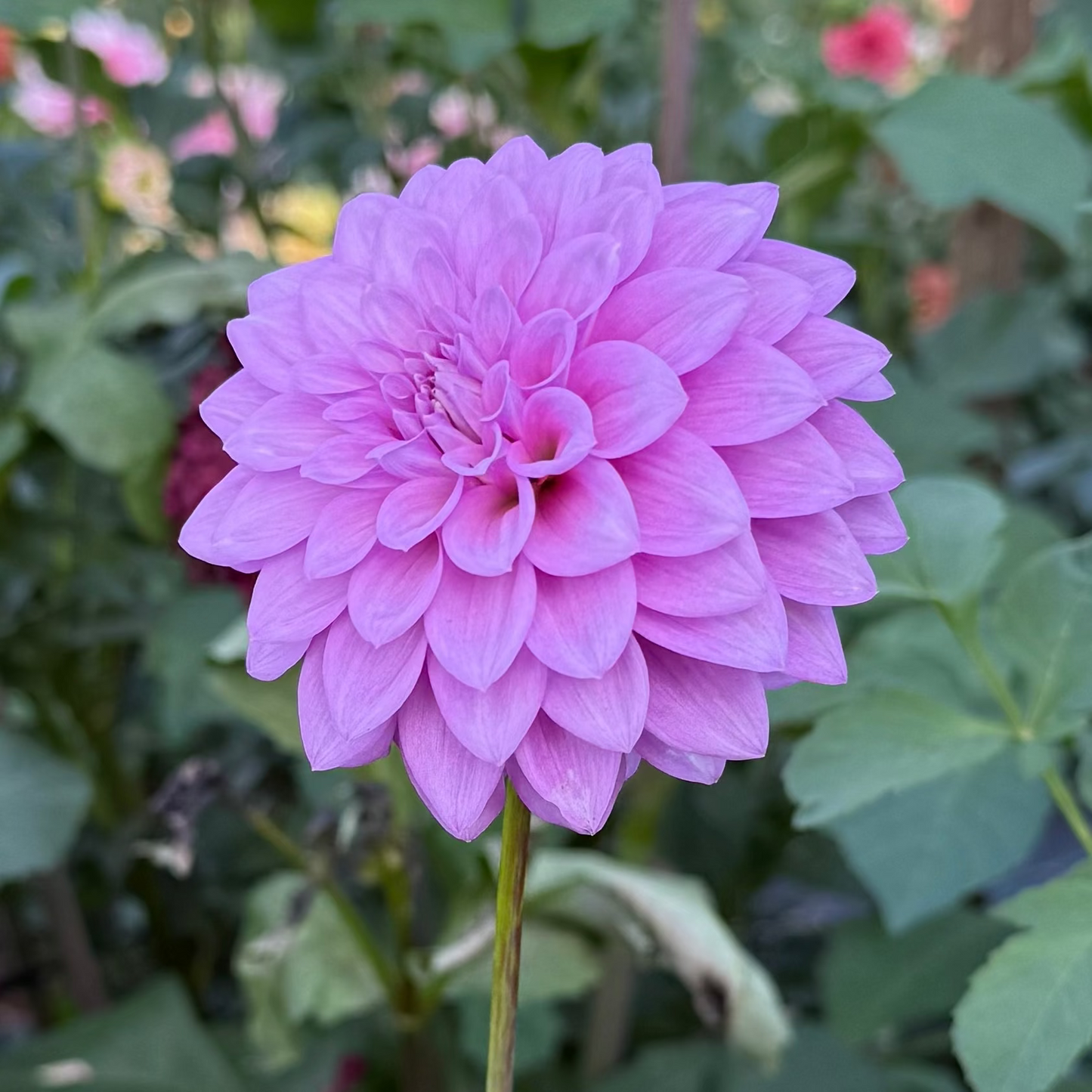 Florelie Jeanette