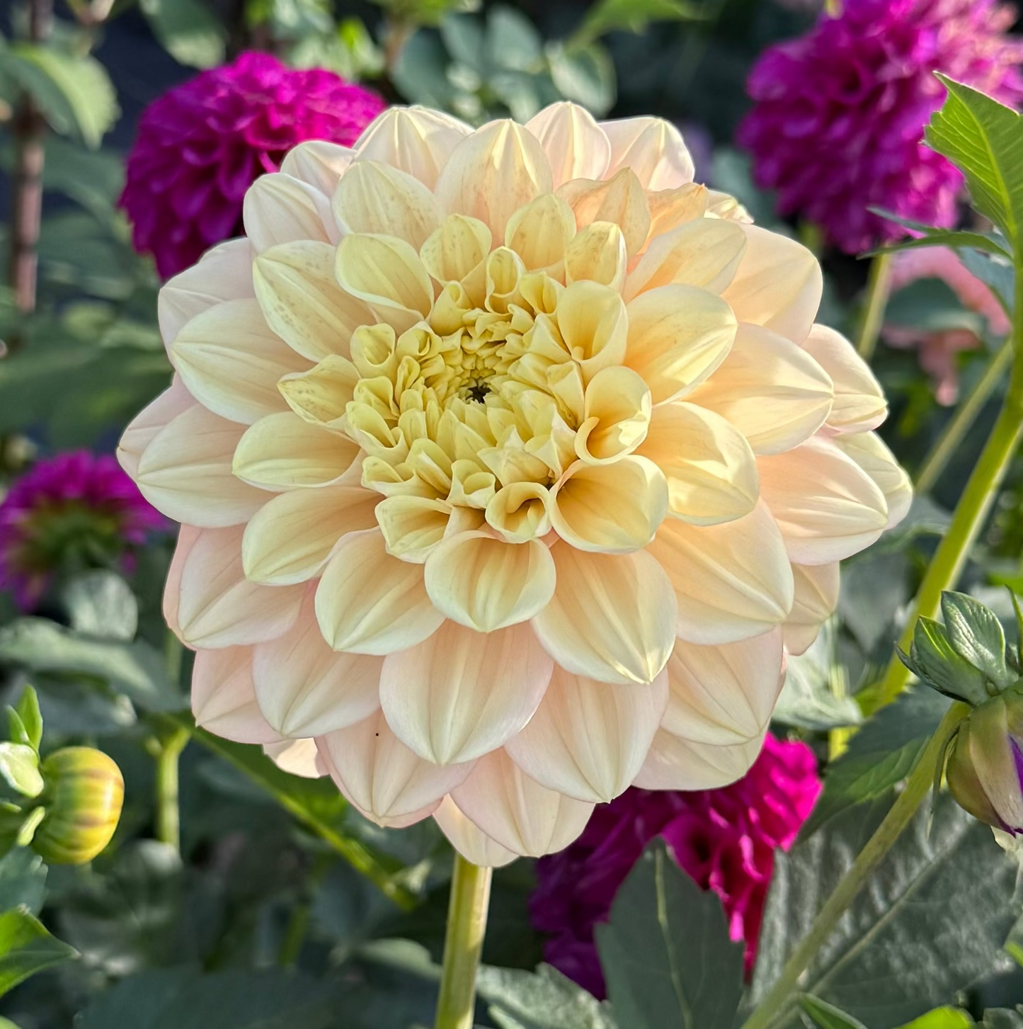 Florelie Kindness