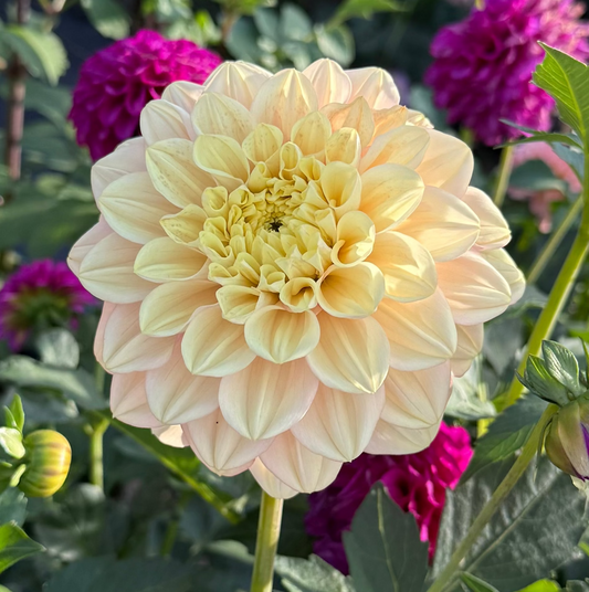Florelie Kindness