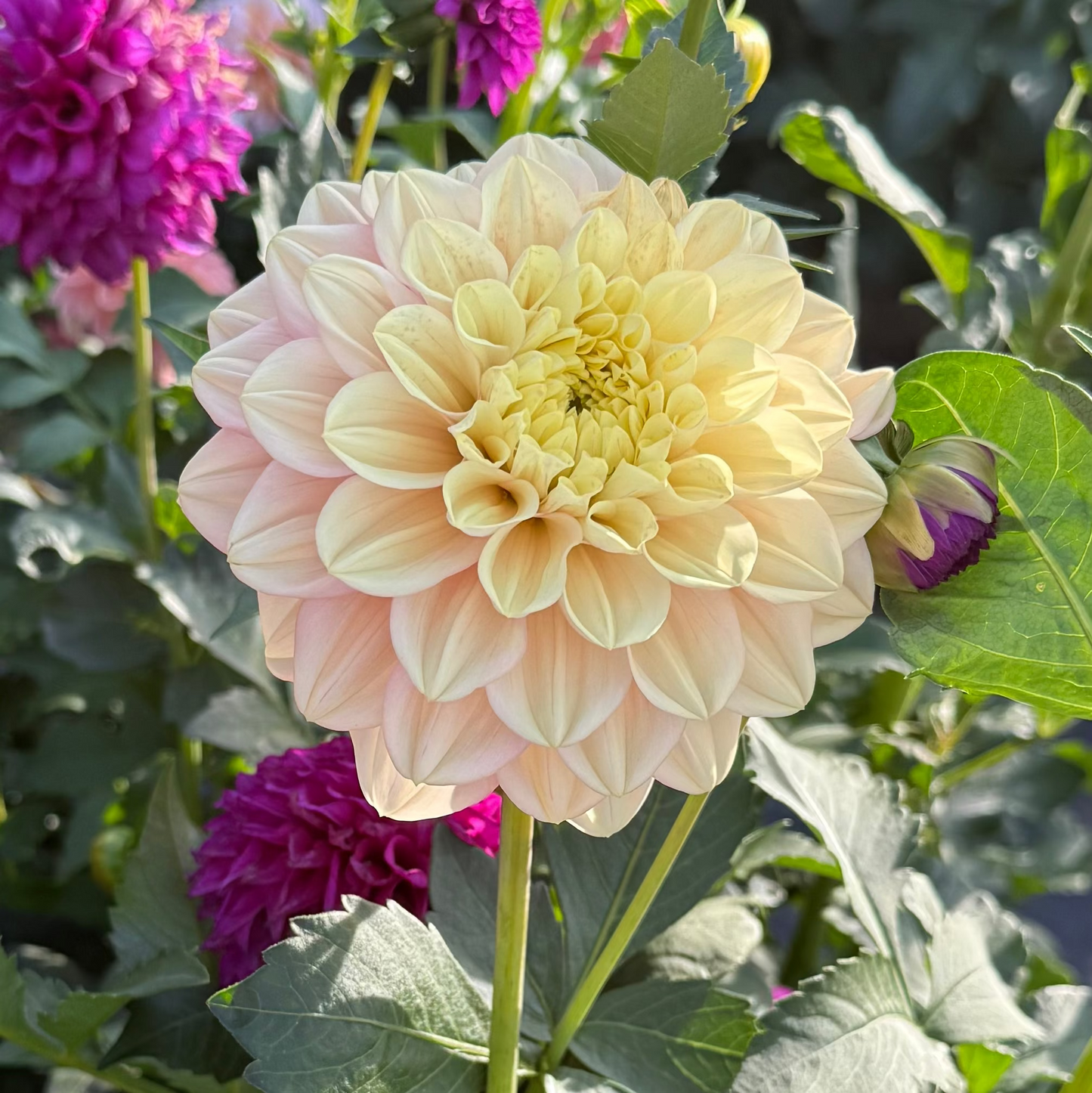 Florelie Kindness