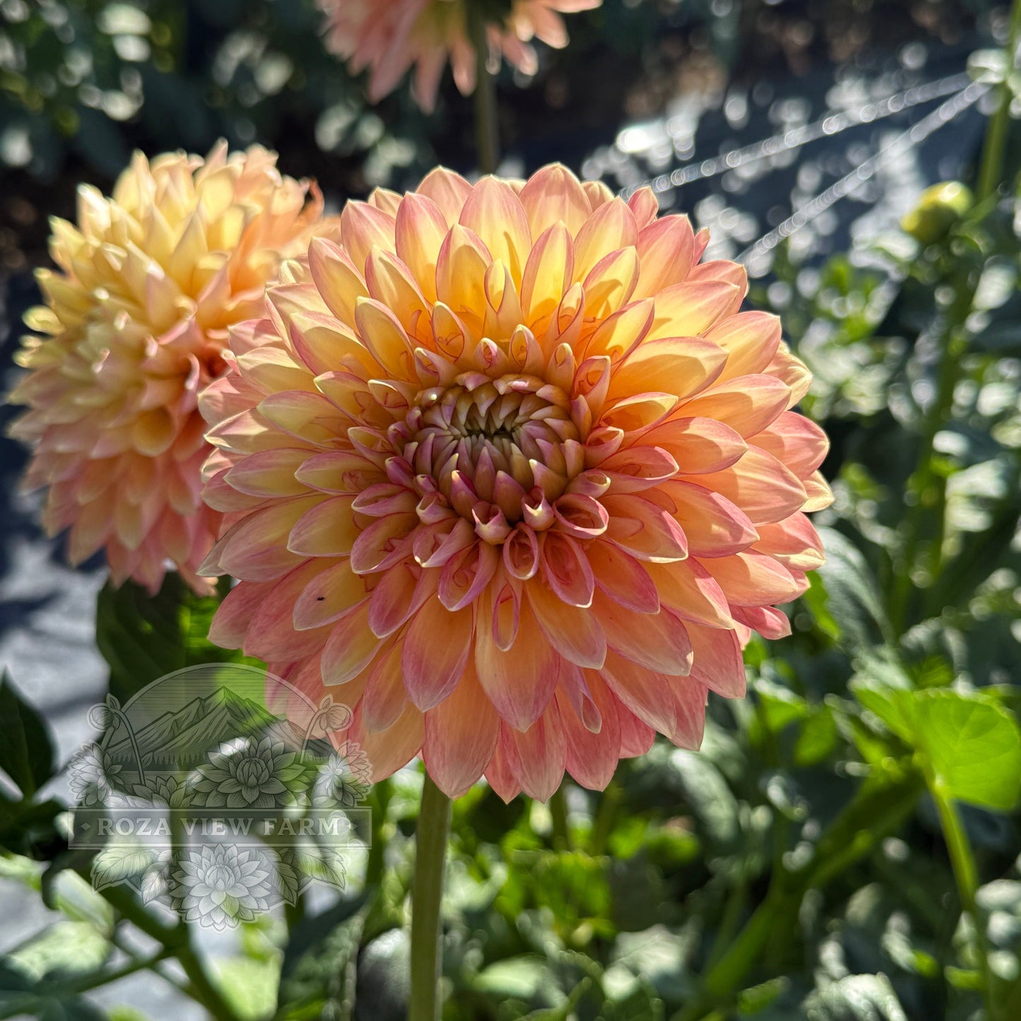 RV Sheena's Fireball