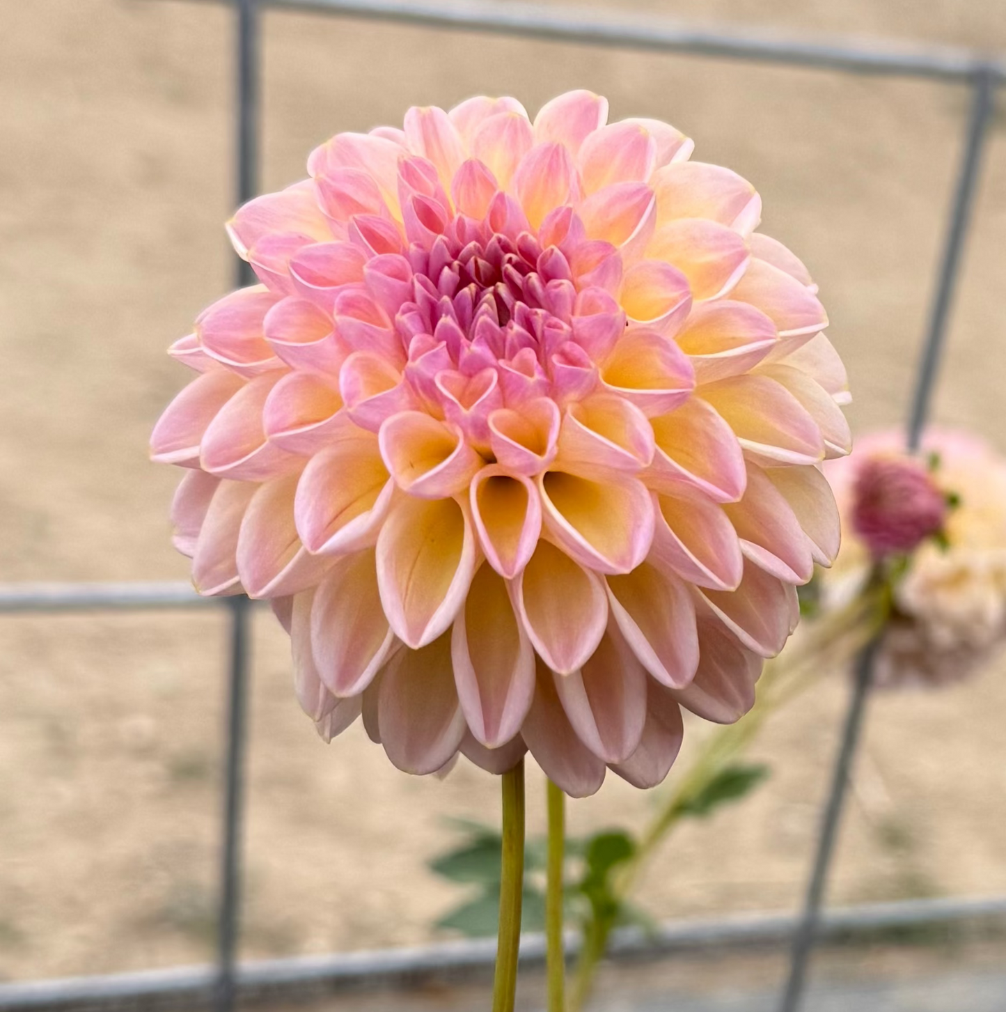 Florelie Harmony