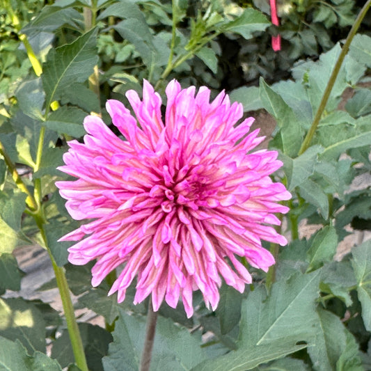 Bloomquist Pincushion