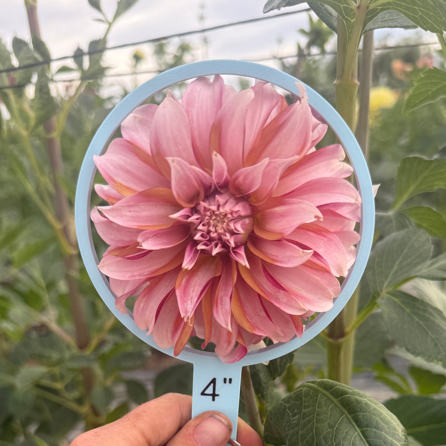 Seedling 2025-7