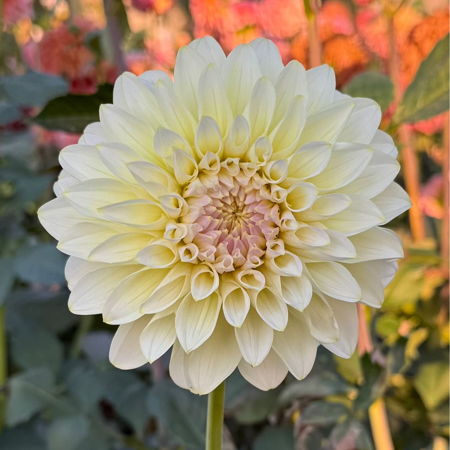 Florelie Grace