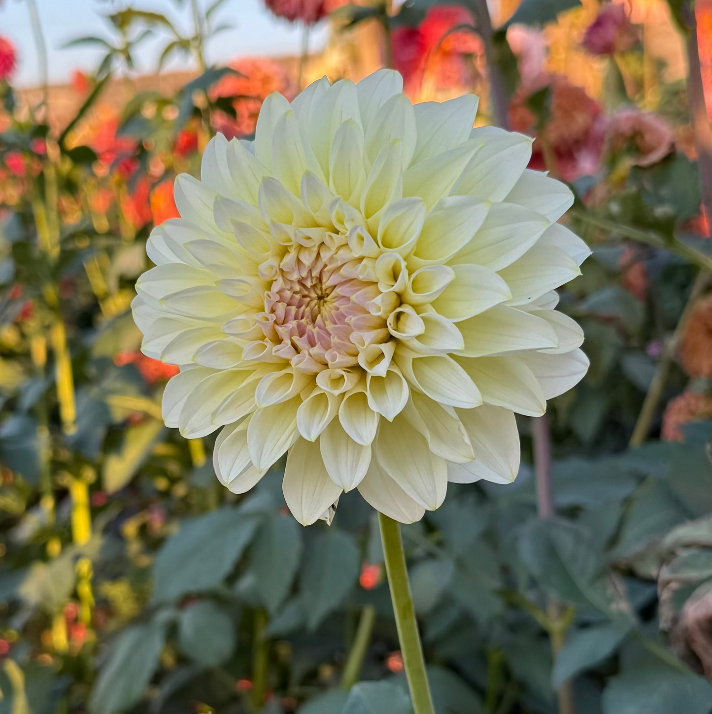 Florelie Grace