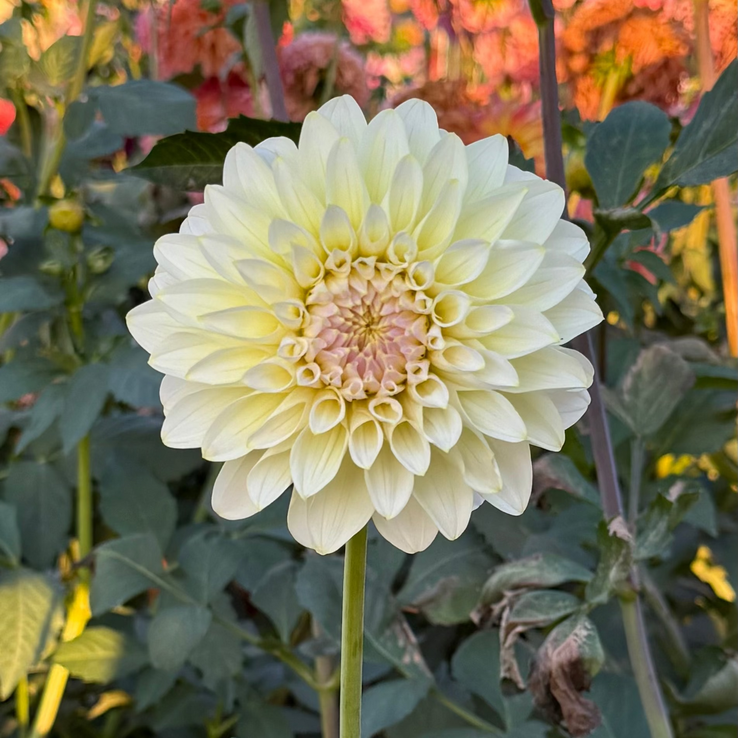 Florelie Grace