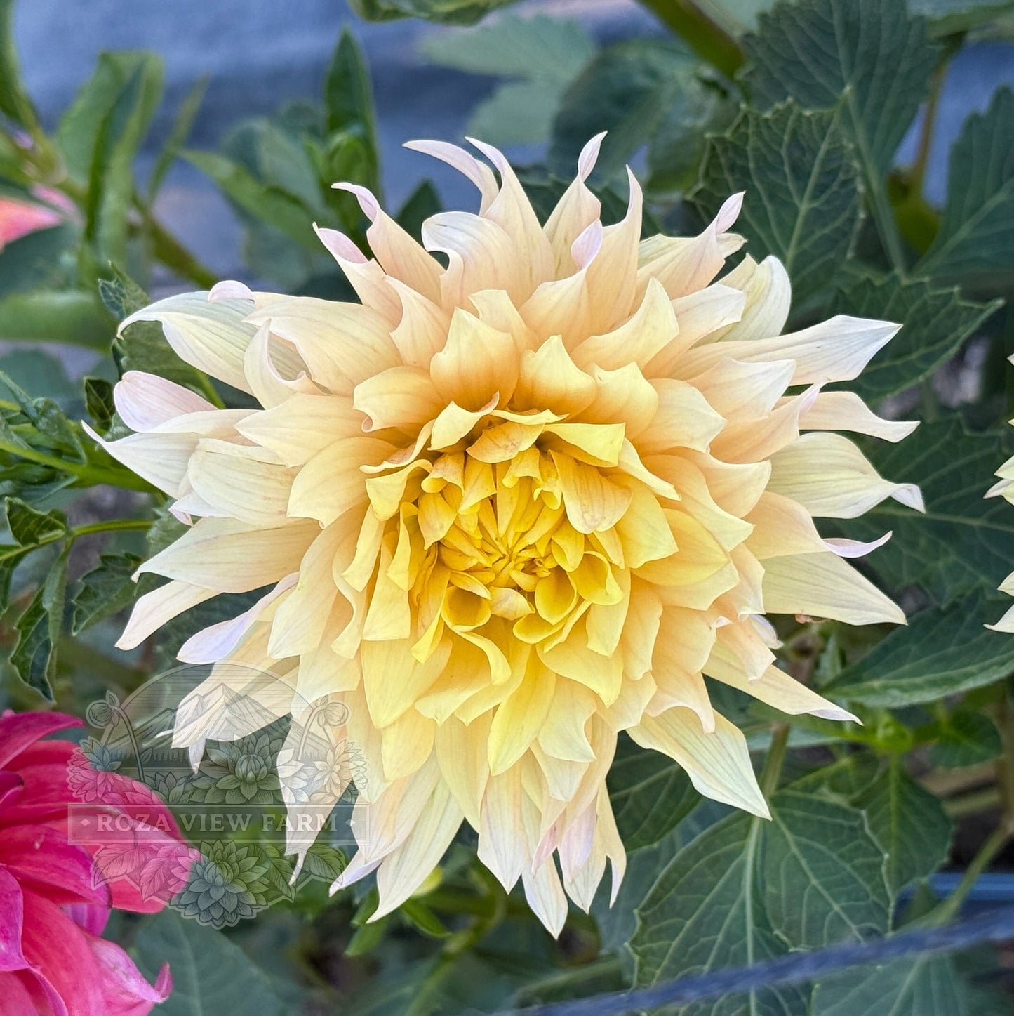 Dragonfly Sherbet