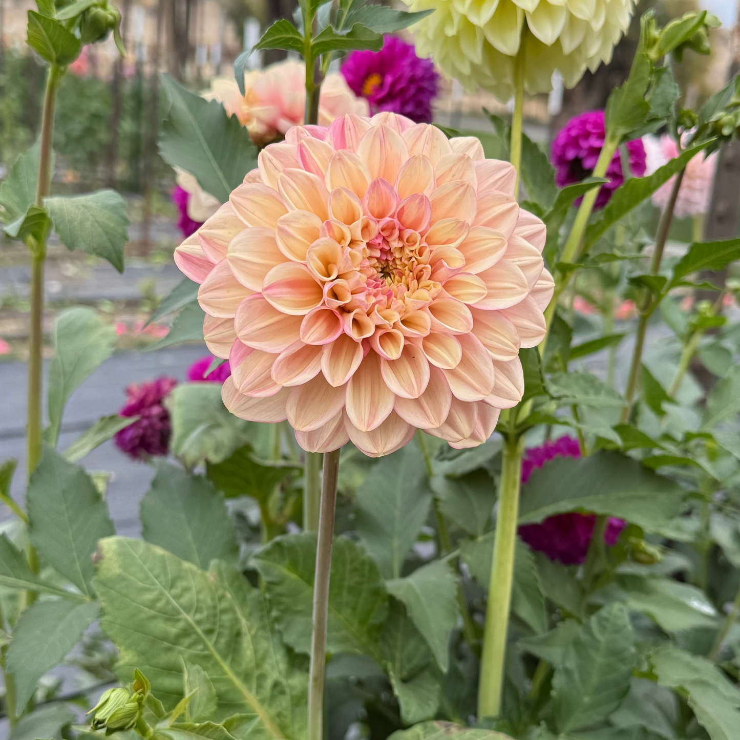 Florelie Kindness