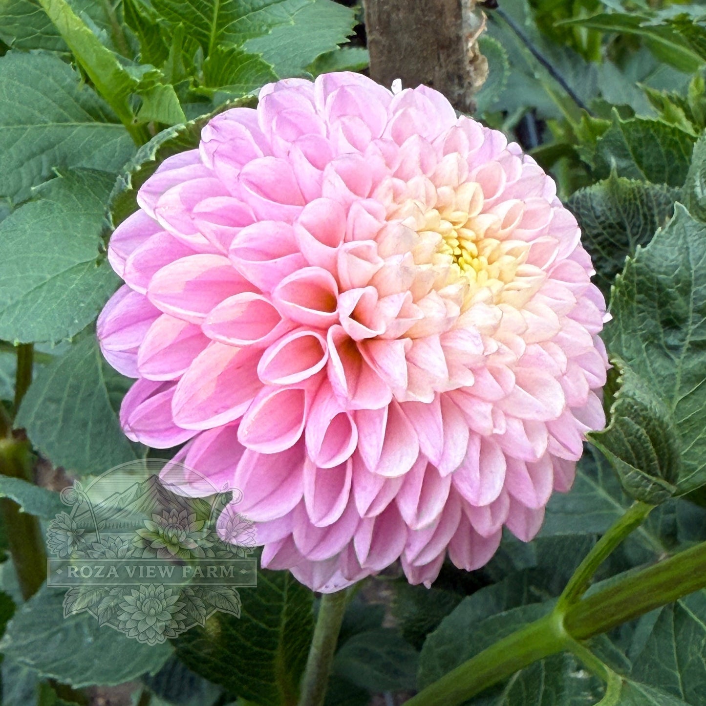 Hollyhill Pollyanna