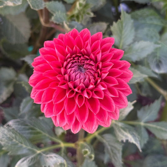 Blooming Hearts Italian Pacemaker